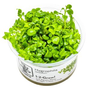 Hygrophila serpyllum – InVitro 3er Pack