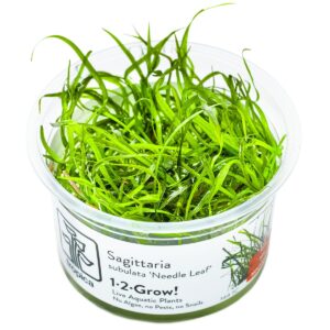 Sagittaria subulata 'Needle Leaf' – InVitro 3er Pack