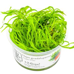 Najas guadalupensis 'Guppy Grass' – InVitro 3er Pack