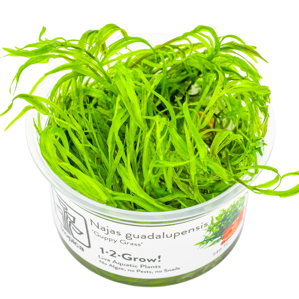 Najas guadalupensis 'Guppy Grass' – InVitro 3er Pack