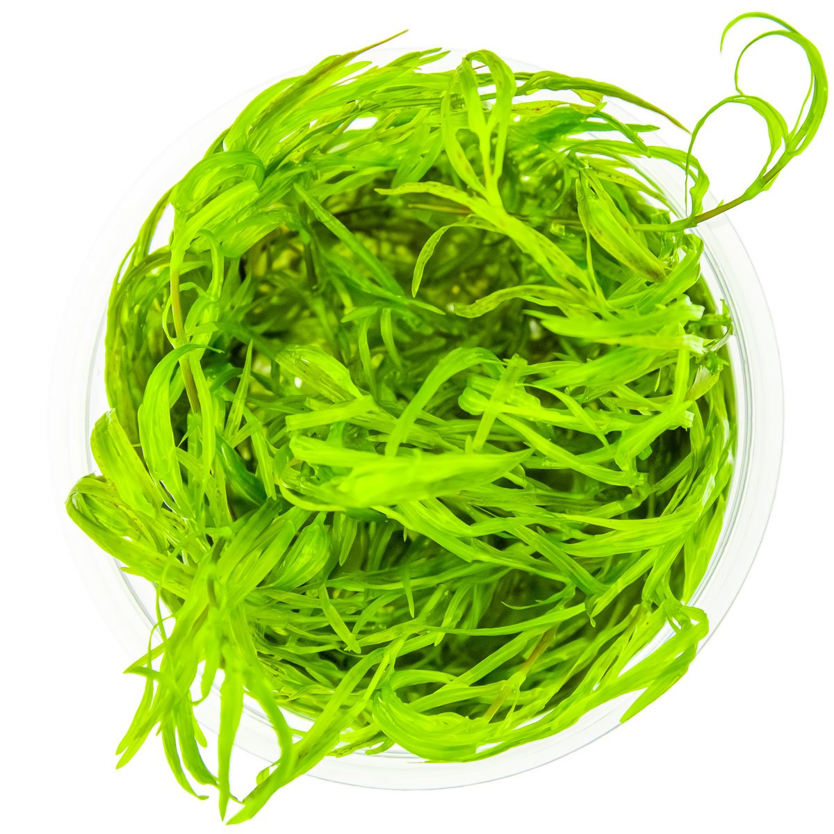 Najas guadalupensis 'Guppy Grass' – InVitro 3er Pack – Ansicht 2