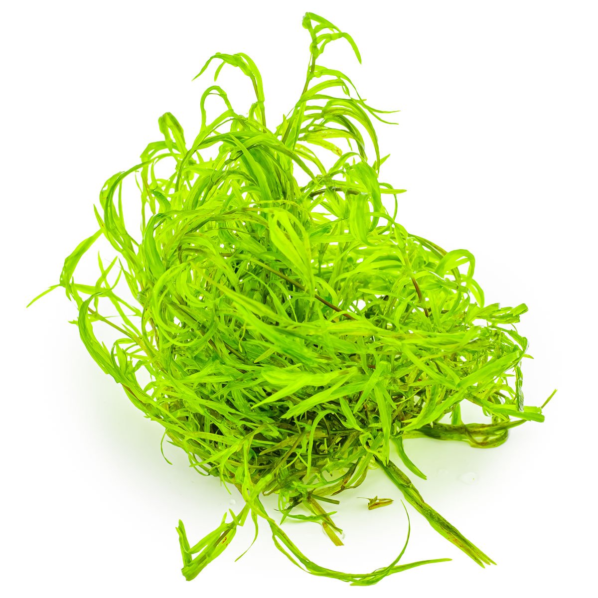 Najas guadalupensis 'Guppy Grass' – InVitro 3er Pack – Ansicht 3