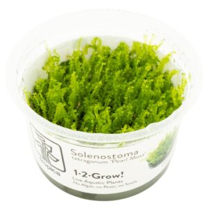 Solenostoma tetragonum 'Pearl Moss' – InVitro 3er Pack