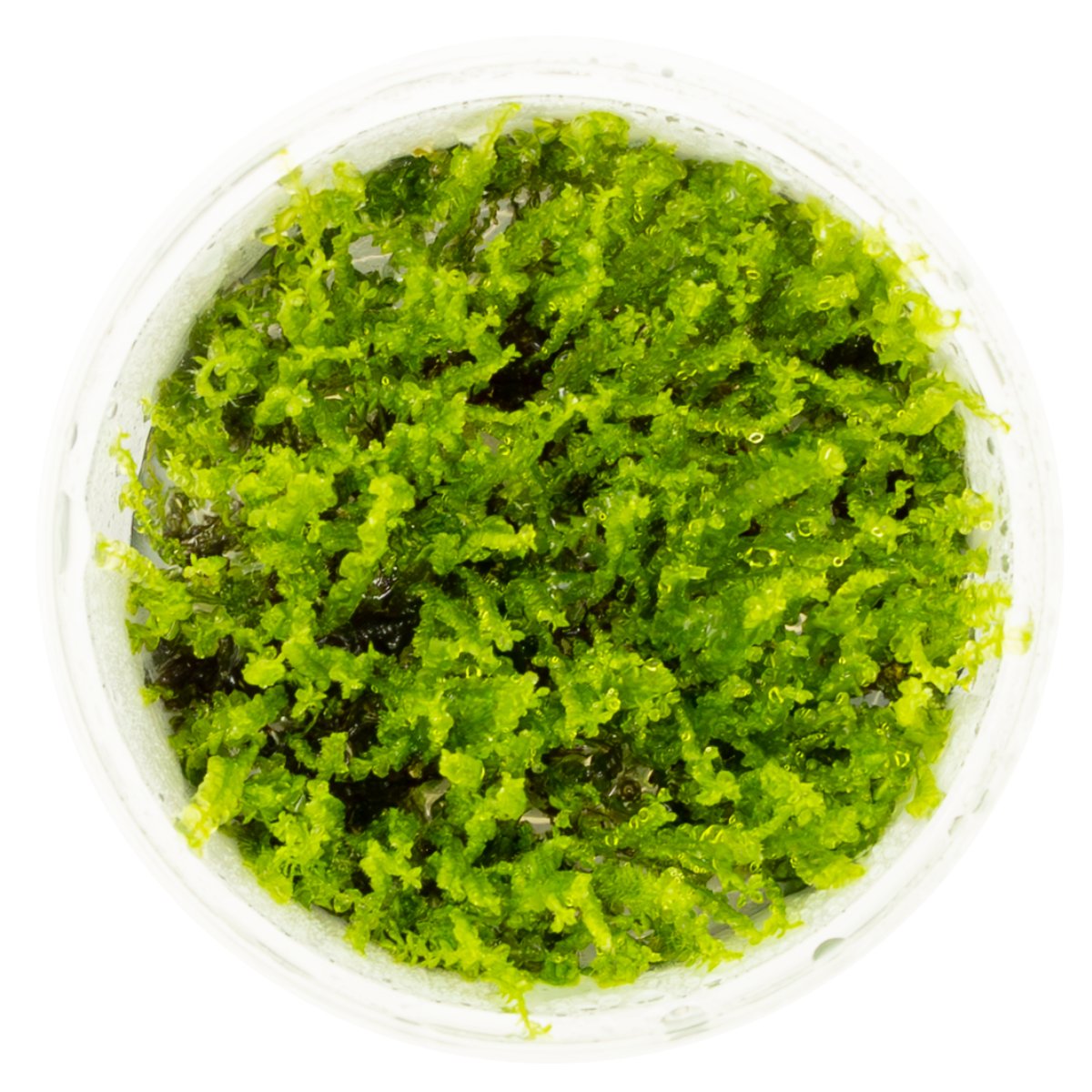 Solenostoma tetragonum 'Pearl Moss' – InVitro 3er Pack – Ansicht 2