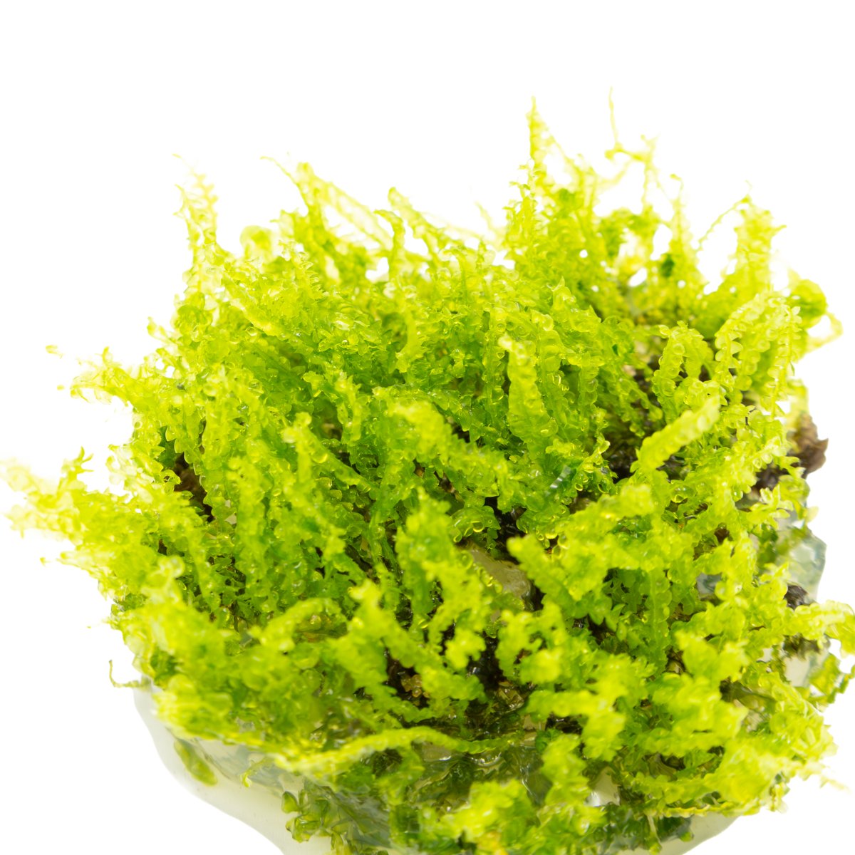 Solenostoma tetragonum 'Pearl Moss' – InVitro 3er Pack – Ansicht 3