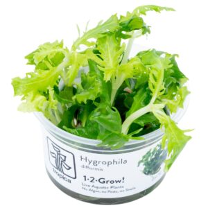 Hygrophila difformis – InVitro 3er Pack