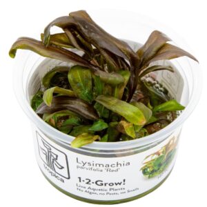 Lysimachia parvifolia ‘Red’ – InVitro 3er Pack