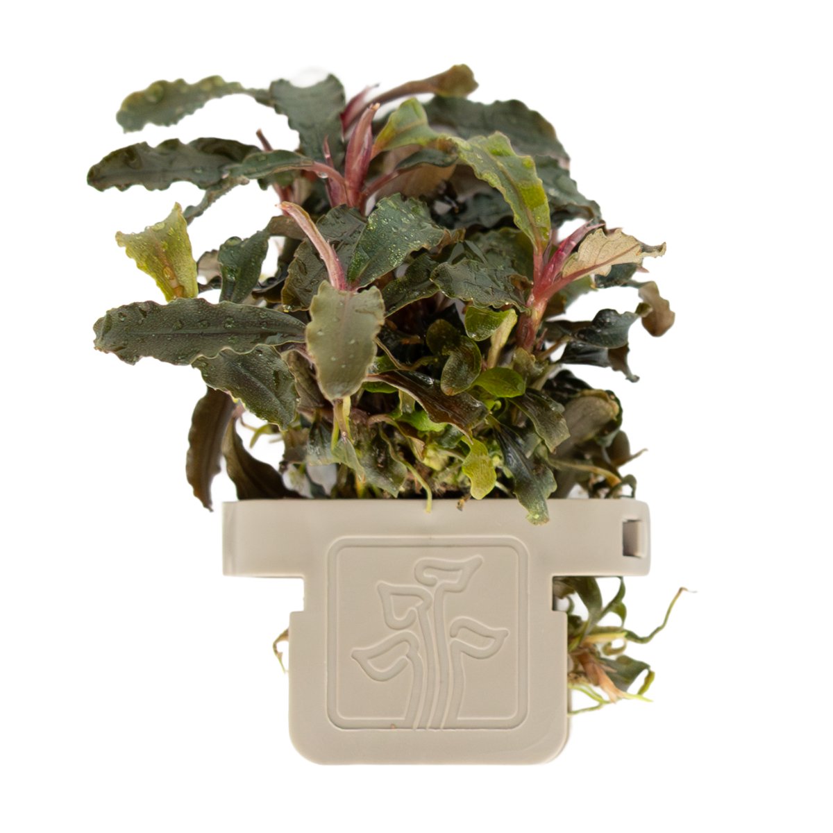 Bucephalandra diabolica 'Kedagang'