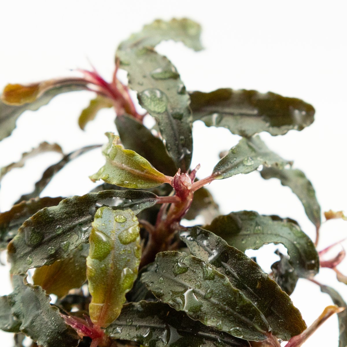 Bucephalandra diabolica 'Kedagang' – Ansicht 2