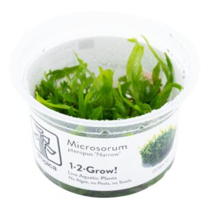 Microsorum pteropus 'Narrow' – InVitro 3er Pack