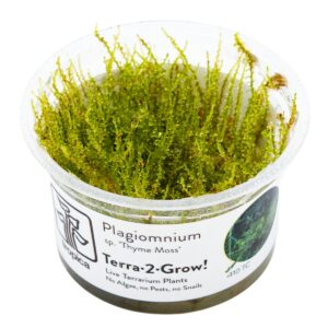 Plagiomnium sp. 'Thyme Moss' – InVitro 3er Pack