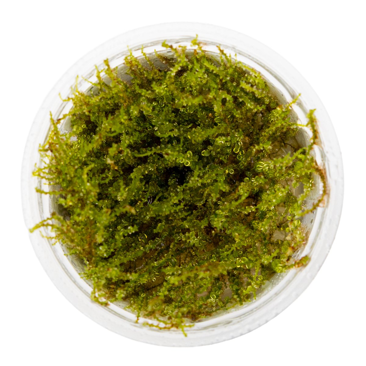 Plagiomnium sp. 'Thyme Moss' – InVitro 3er Pack – Ansicht 2
