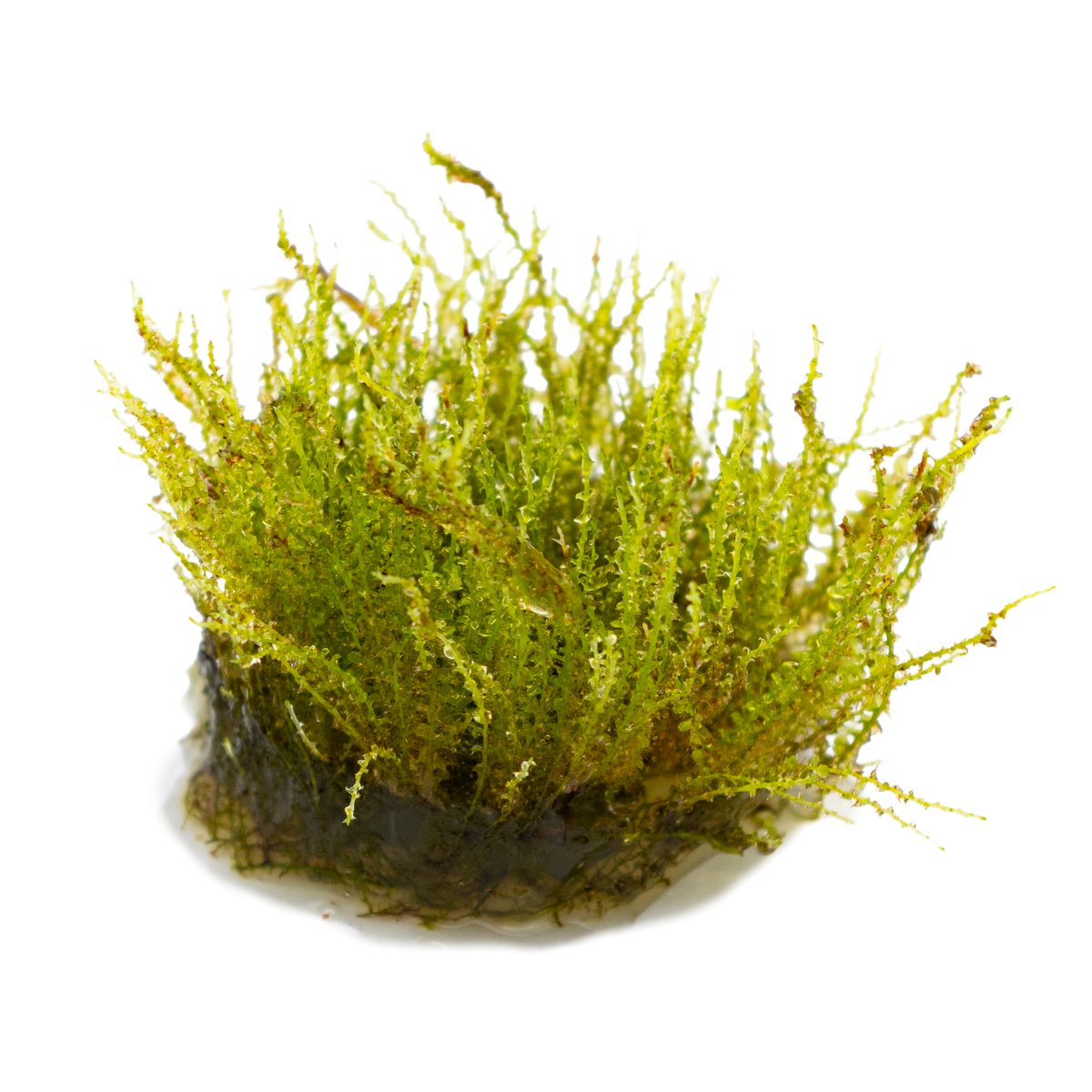 Plagiomnium sp. 'Thyme Moss' – InVitro 3er Pack – Ansicht 3