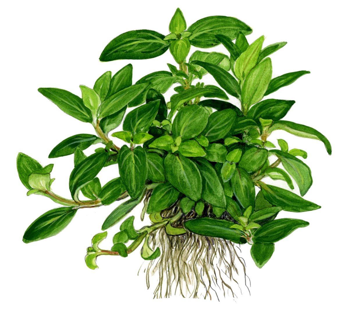 Staurogyne repens – InVitro 3er Pack – Ansicht 3