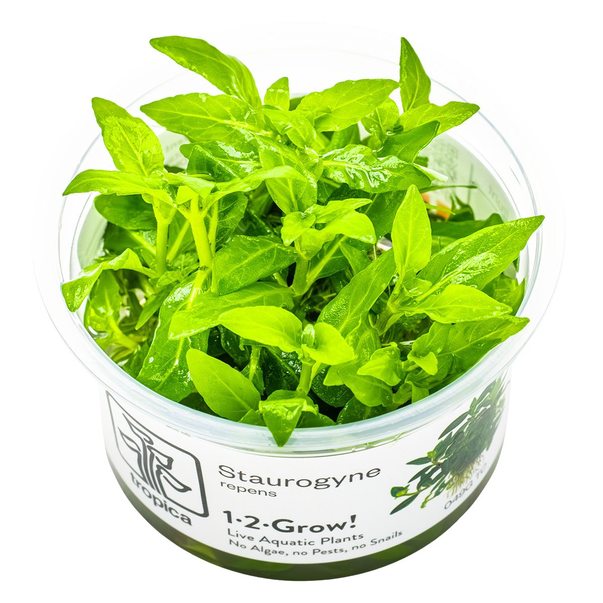 Staurogyne repens – InVitro 3er Pack