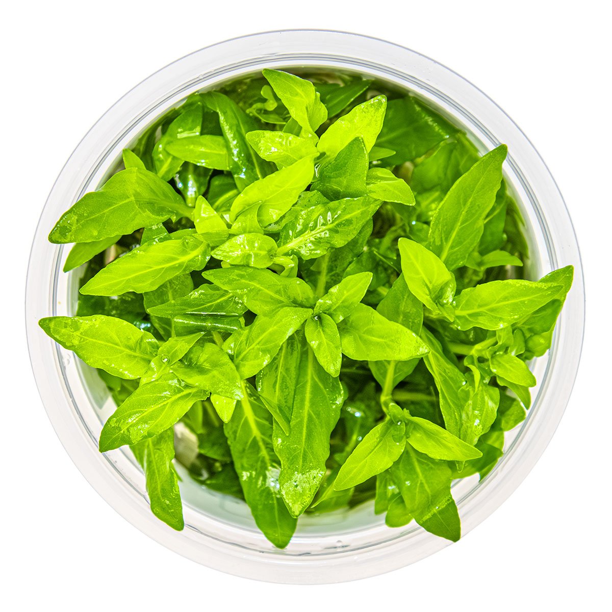 Staurogyne repens – InVitro 3er Pack – Ansicht 2