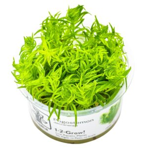 Pogostemon deccanensis – InVitro 3er Pack