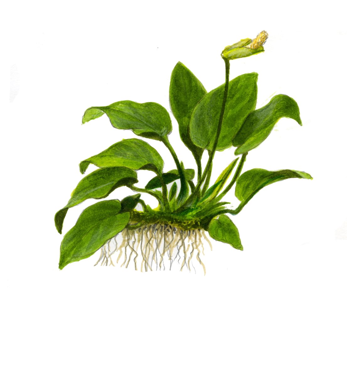 Anubias barteri nana (Art. 101 PCS) – Ansicht 3