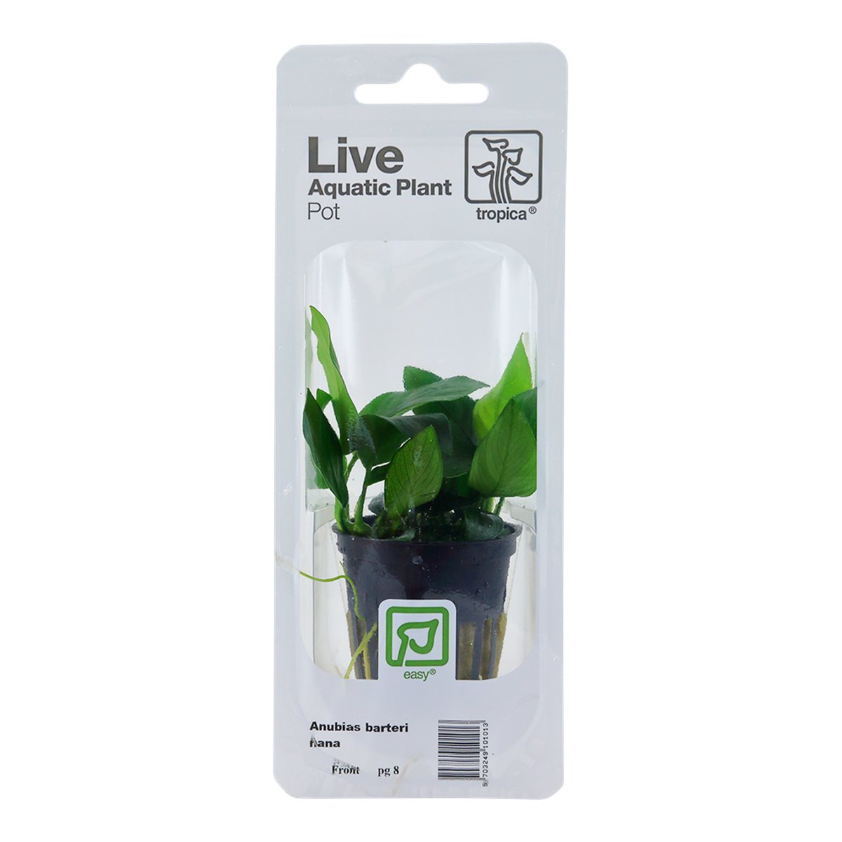 Anubias barteri nana (Art. 101 PCS)