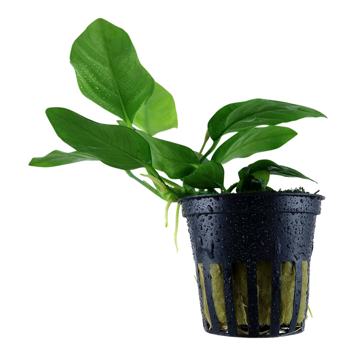 Anubias barteri nana (Art. 101 PCS) – Ansicht 2