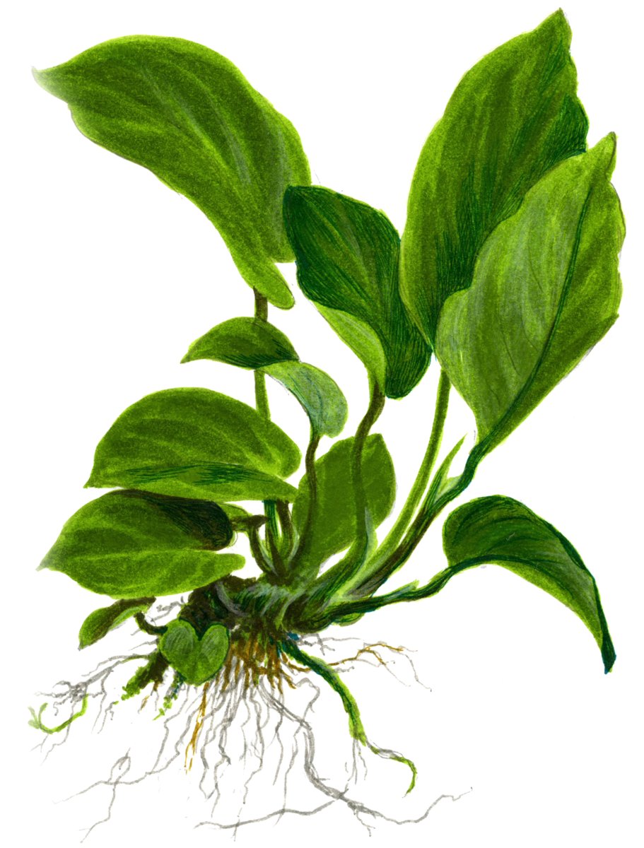 Anubias barteri caladiifolia (Art. 101U) – Ansicht 3