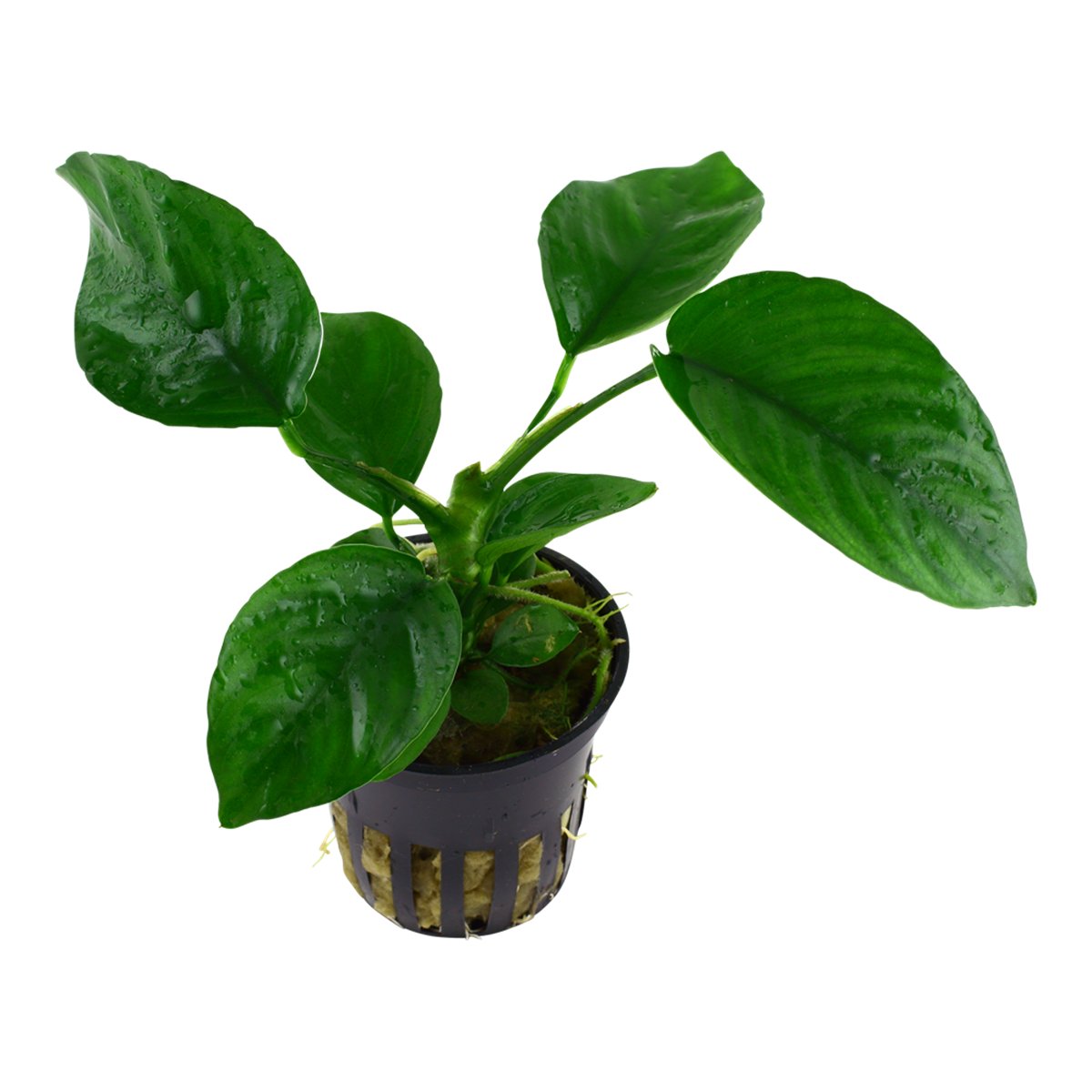 Anubias barteri caladiifolia (Art. 101U) – Ansicht 2