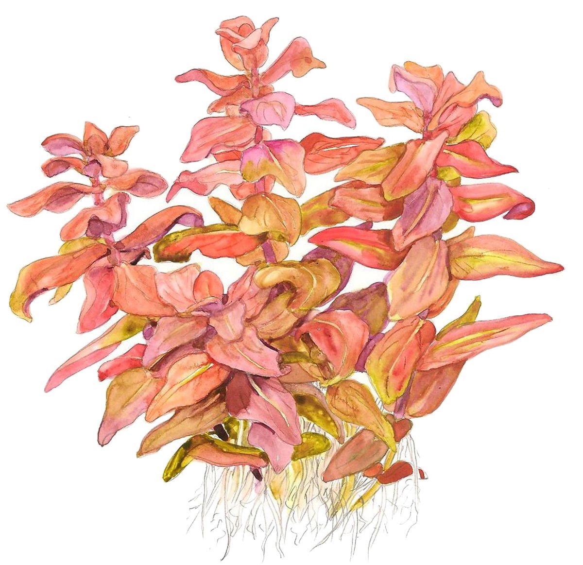 Rotala macrandra – InVitro 3er Pack – Ansicht 3