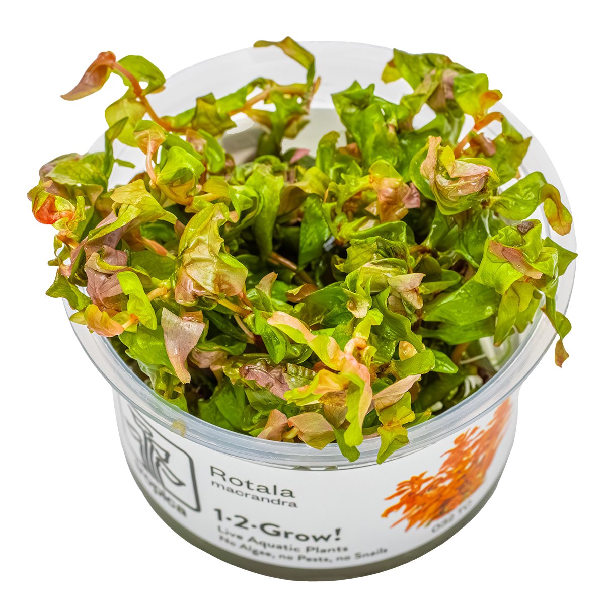 Rotala macrandra – InVitro 3er Pack