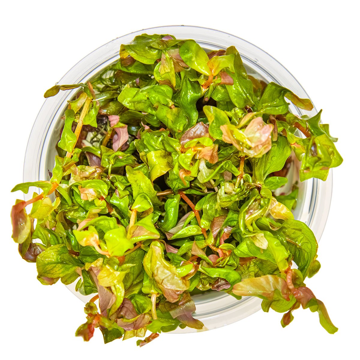 Rotala macrandra – InVitro 3er Pack – Ansicht 2
