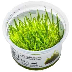 Taxiphyllum barbieri 'Bogor Moss' – InVitro 3er Pack