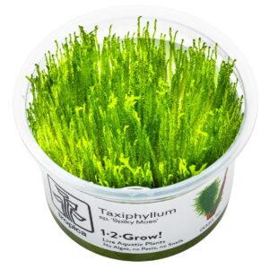 Taxiphyllum sp. 'Spiky Moss' – InVitro 3er Pack
