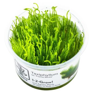 Taxiphyllum sp. ’Flame Moss’ – InVitro 3er Pack