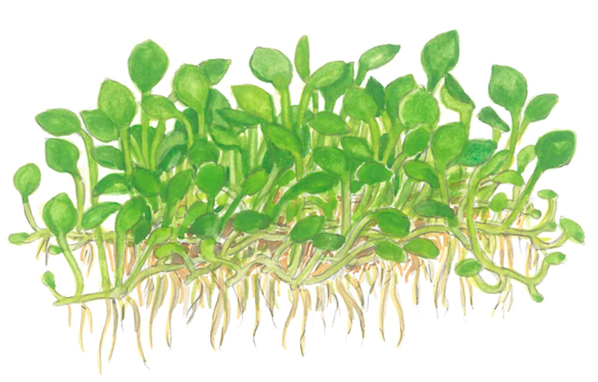 Marsilea minuta – InVitro 3er Pack – Ansicht 3