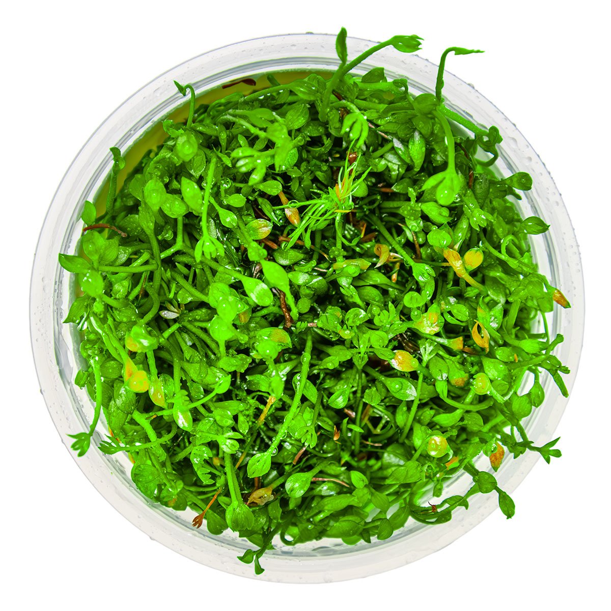 Marsilea minuta – InVitro 3er Pack – Ansicht 2