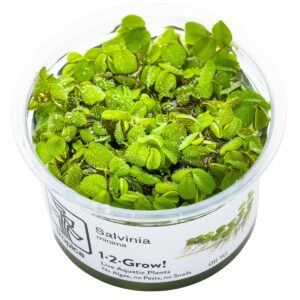 Salvinia minima – InVitro 3er Pack