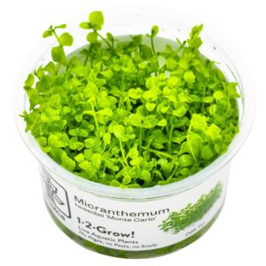 Micranthemum tweediei 'Monte Carlo' – InVitro 3er Pack