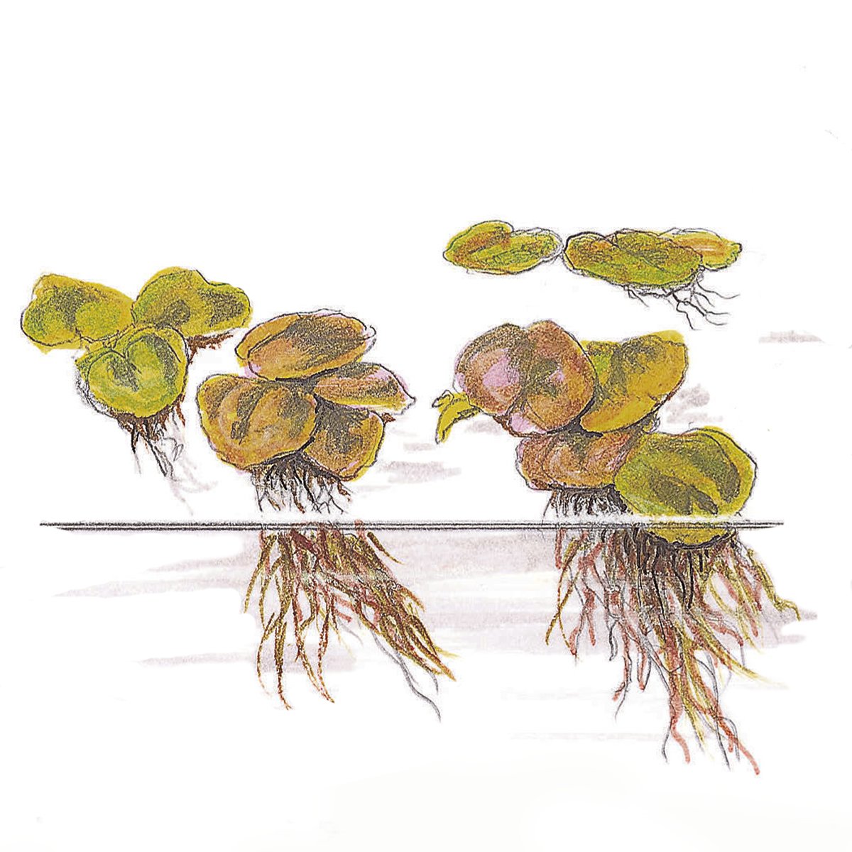 Phyllanthus fluitans – InVitro 3er Pack – Ansicht 3