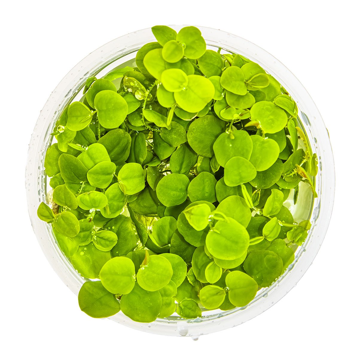Phyllanthus fluitans – InVitro 3er Pack – Ansicht 2
