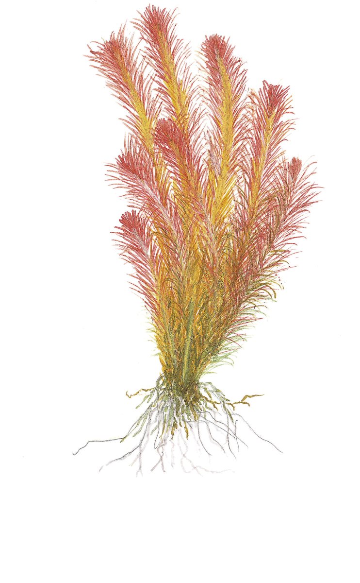 Rotala wallichii – InVitro 3er Pack – Ansicht 3