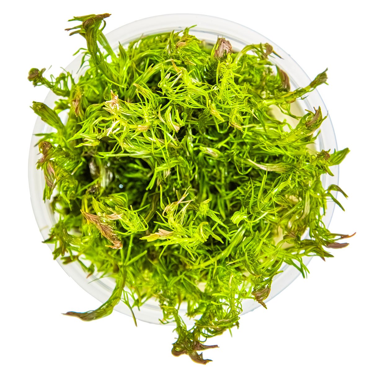Rotala wallichii – InVitro 3er Pack – Ansicht 2