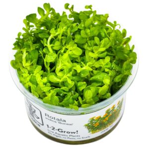 Rotala indica 'Bonsai' – InVitro 3er Pack