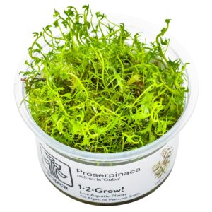 Proserpinaca palustris 'Cuba' – InVitro 3er Pack