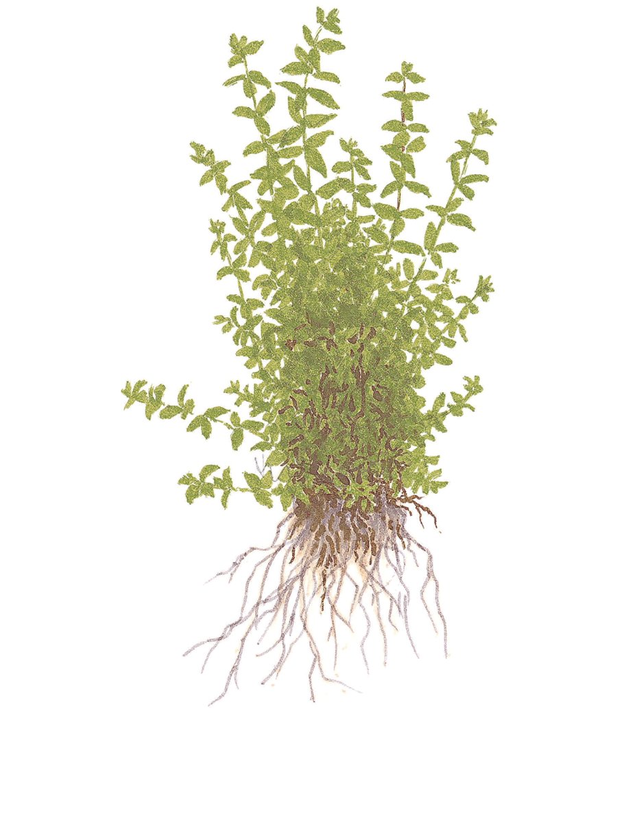 Micranthemum glomeratum – InVitro 3er Pack – Ansicht 3