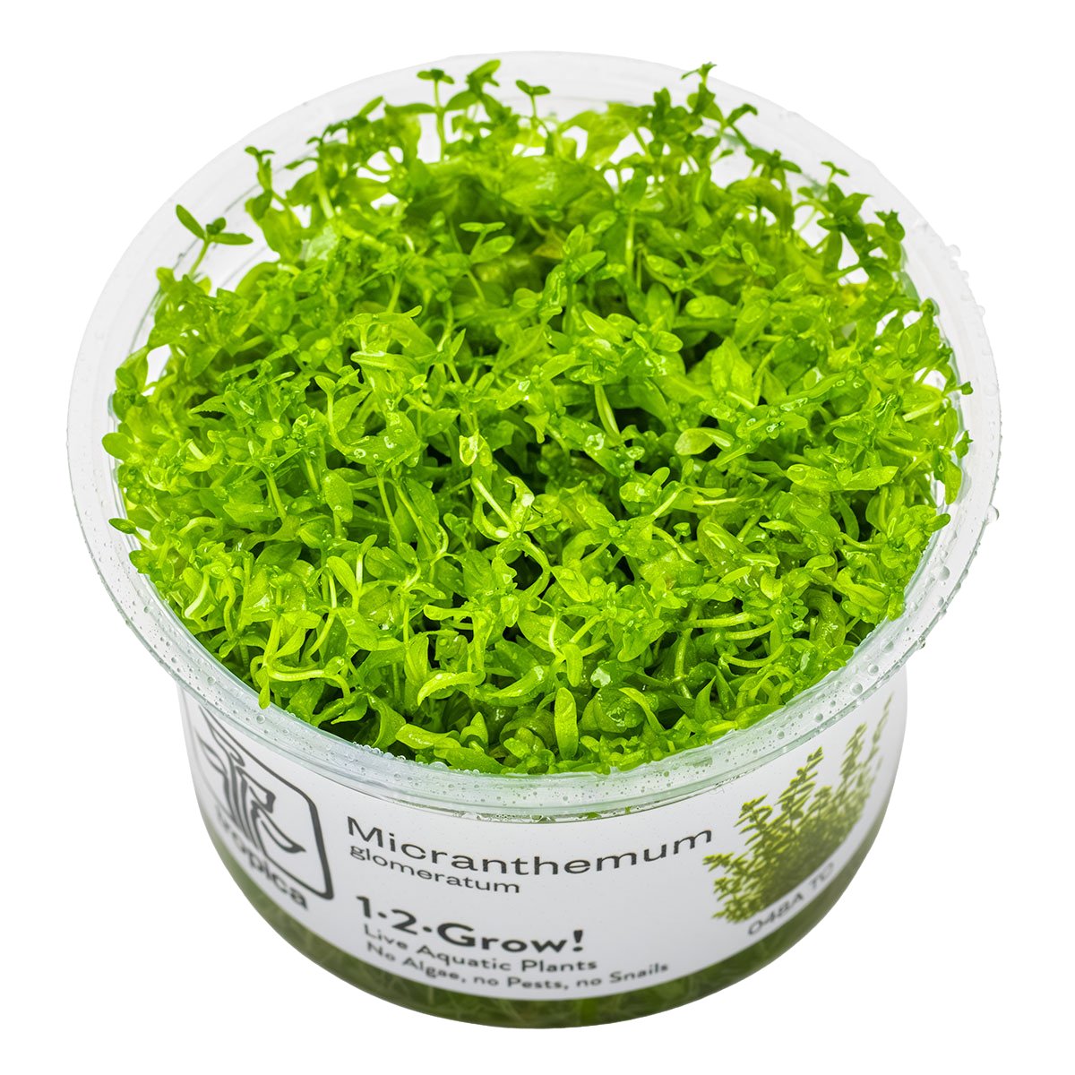 Micranthemum glomeratum – InVitro 3er Pack