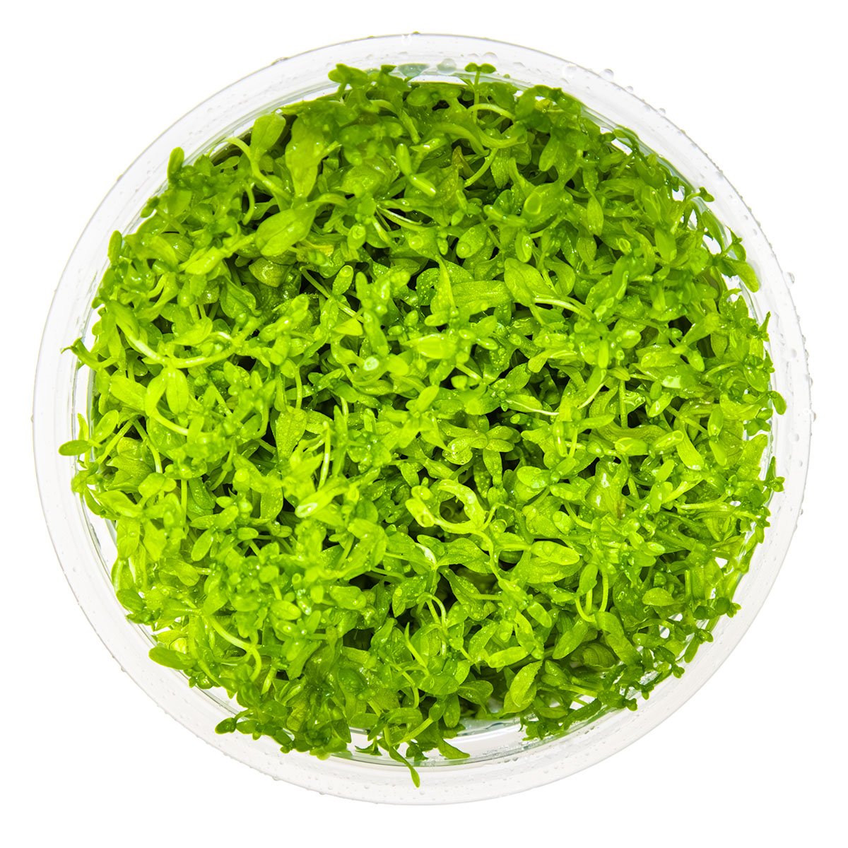 Micranthemum glomeratum – InVitro 3er Pack – Ansicht 2