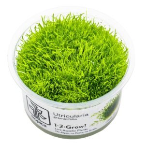 Utricularia graminifolia – InVitro 3er Pack
