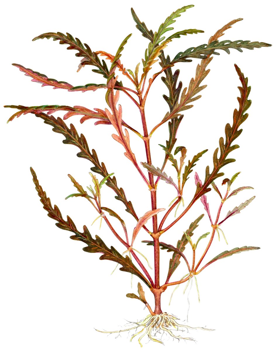 Hygrophila pinnatifida – InVitro 3er Pack – Ansicht 3