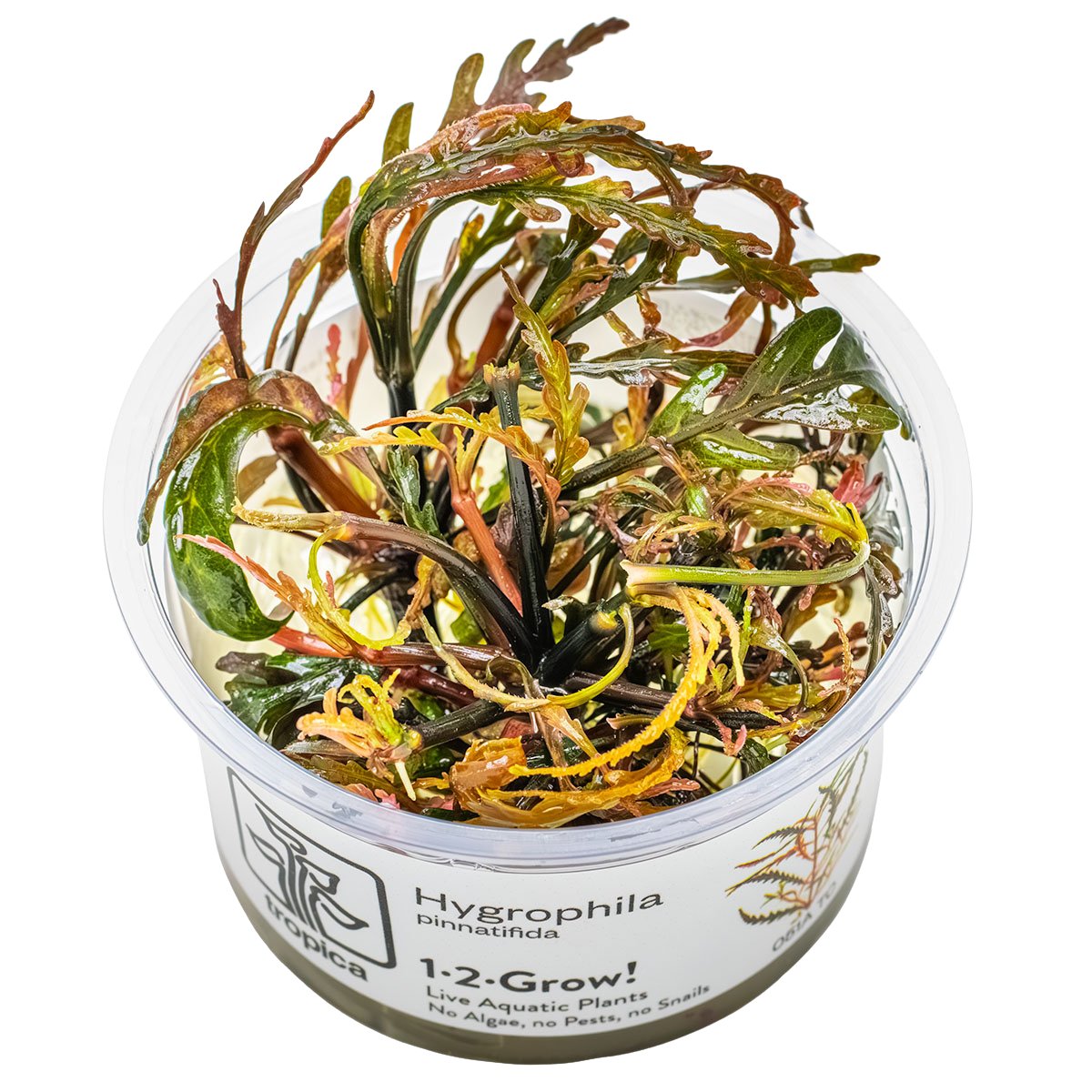 Hygrophila pinnatifida – InVitro 3er Pack