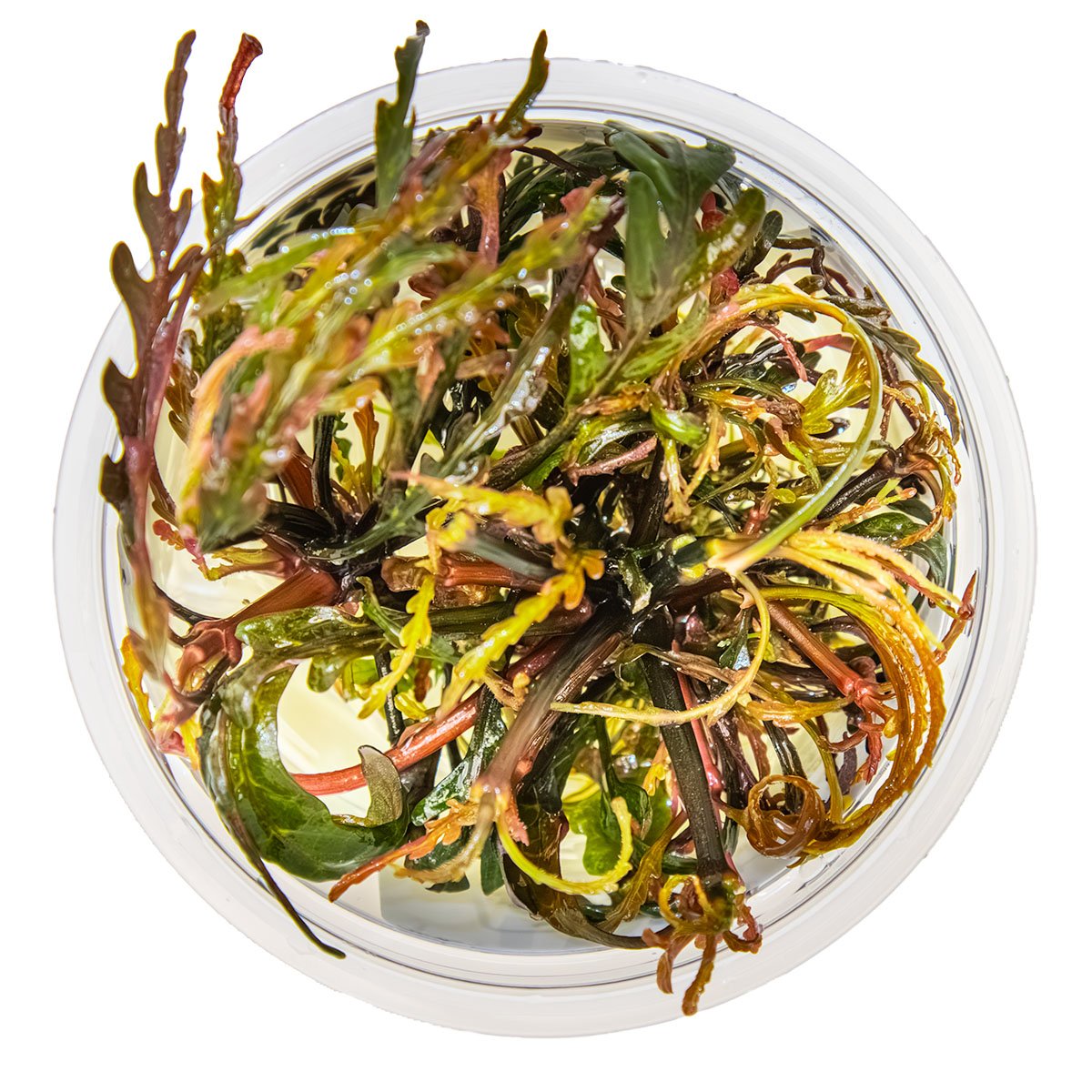Hygrophila pinnatifida – InVitro 3er Pack – Ansicht 2