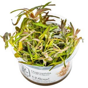 Hygrophila lancea 'Araguaia' – InVitro 3er Pack